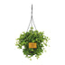 Peperomia Rotundifolia: Charming Houseplant, Ø15cm, ↕25cm Bild 1