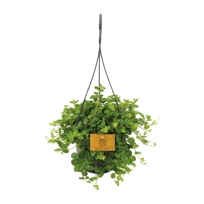 Peperomia Rotundifolia: Charming Houseplant, Ø15cm, ↕25cm