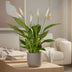 Spathiphyllum Bingo Cupido (Einblatt) – Luftreinigende Zimmerpflanze, 45cm Bild 3