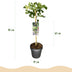 Ficus Carica Brown Turkey Feigenbaum auf Stamm - 90 cm, winterhart Bild 3