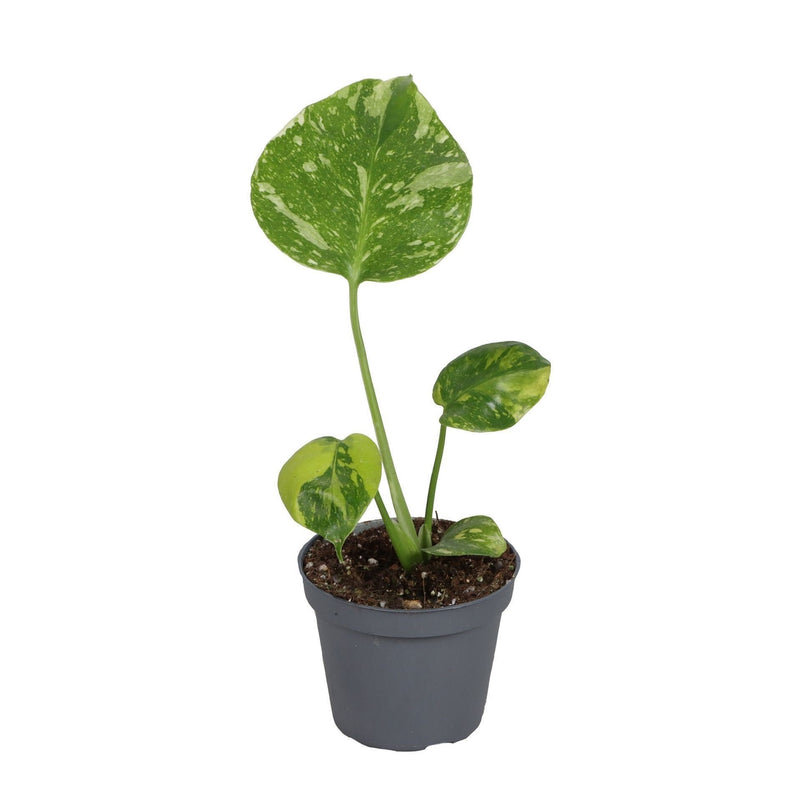 Monstera Deliciosa Electro Light Grün, Ø6cm, ↕18cm