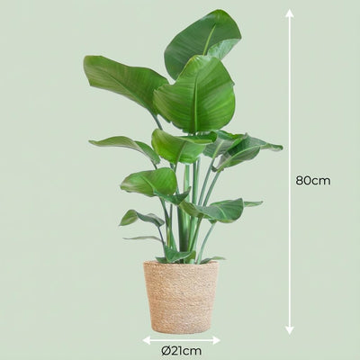 Strelitzia Nicolai mit Seegras-Korb (80cm)