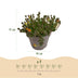 GreenboutiQ Delosperma Jewel of Dessert Mix - 8 winterharte Pflanzen Bild 3