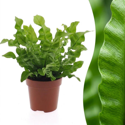 Asplenium Crispy Wave - Asplenium Crispy Wave - 1 Pflanze - Topf 12cm - Höhe - 30cm