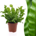 Green boutiQ - Asplenium Crispy Wave - Krauser Wellenfarn - 1 Plant - Pot 12cm - Hoogte - 30cm Bild 1