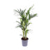 Kentia-Palme (Howea forsteriana) - Ø17cm - ↕75cm Bild 1
