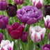 70x Tulipa Blueberry Mix - Frühlingsblüher Zwiebeln, Größe 11/12 Bild 1