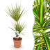 Dracaena Sunray Zimmerpflanze, pflegeleicht, Topf 17cm, Höhe 70-75cm Bild 1
