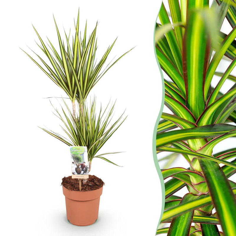 Dracaena Sunray Zimmerpflanze, pflegeleicht, Topf 17cm, Höhe 70-75cm