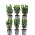 Grüne Spindelstrauch Hecke: 6x Euonymus japonicus 'Green Spire' (1m) Bild 1