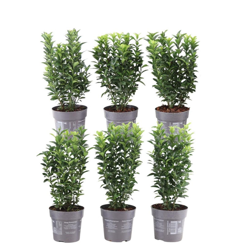 Grüne Spindelstrauch Hecke: 6x Euonymus japonicus 'Green Spire' (1m)
