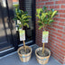 GreenboutiQ Prunus laurocerasus Etna Stamm Pflanze 90cm Bild 5