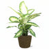 Dieffenbachia Camilla XL mit schwarzem Übertopf (Ø17cm) Bild 1