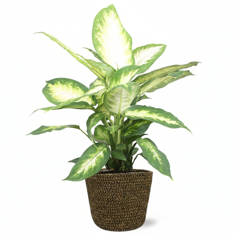 Dieffenbachia Camilla XL mit schwarzem Übertopf (Ø17cm)