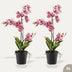 Orchidee Vanda rosa 2 Stück - Bündelprodukt - Kunstpflanzen Bild 1