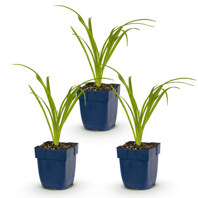 Green boutiQ - Perennial - Hemerocallis Arctic Snow - Daylily - Bee and Butterfly Attractors - Cream - 3 Plants - Pot 11cm - Height 15-25cm