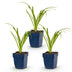 Green boutiQ - Perennial - Hemerocallis Arctic Snow - Daylily - Bee and Butterfly Attractors - Cream - 3 Plants - Pot 11cm - Height 15-25cm Bild 2