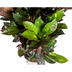 Codiaeum 'Croton' Iceton mit Korb Ø24cm - ↕80-100cm Bild 3