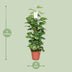 Epipremnum Pinnatum Moss Pole 80cm: Golden Pothos, Houseplant Bild 2