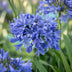 Green boutiQ - Stauden - Agapanthus africanus - Afrikanische Lilie - Bienen- und Schmetterlingsmagnet - Blau - 1 Pflanze - Topf 11cm - Höhe 15-25cm Bild 5