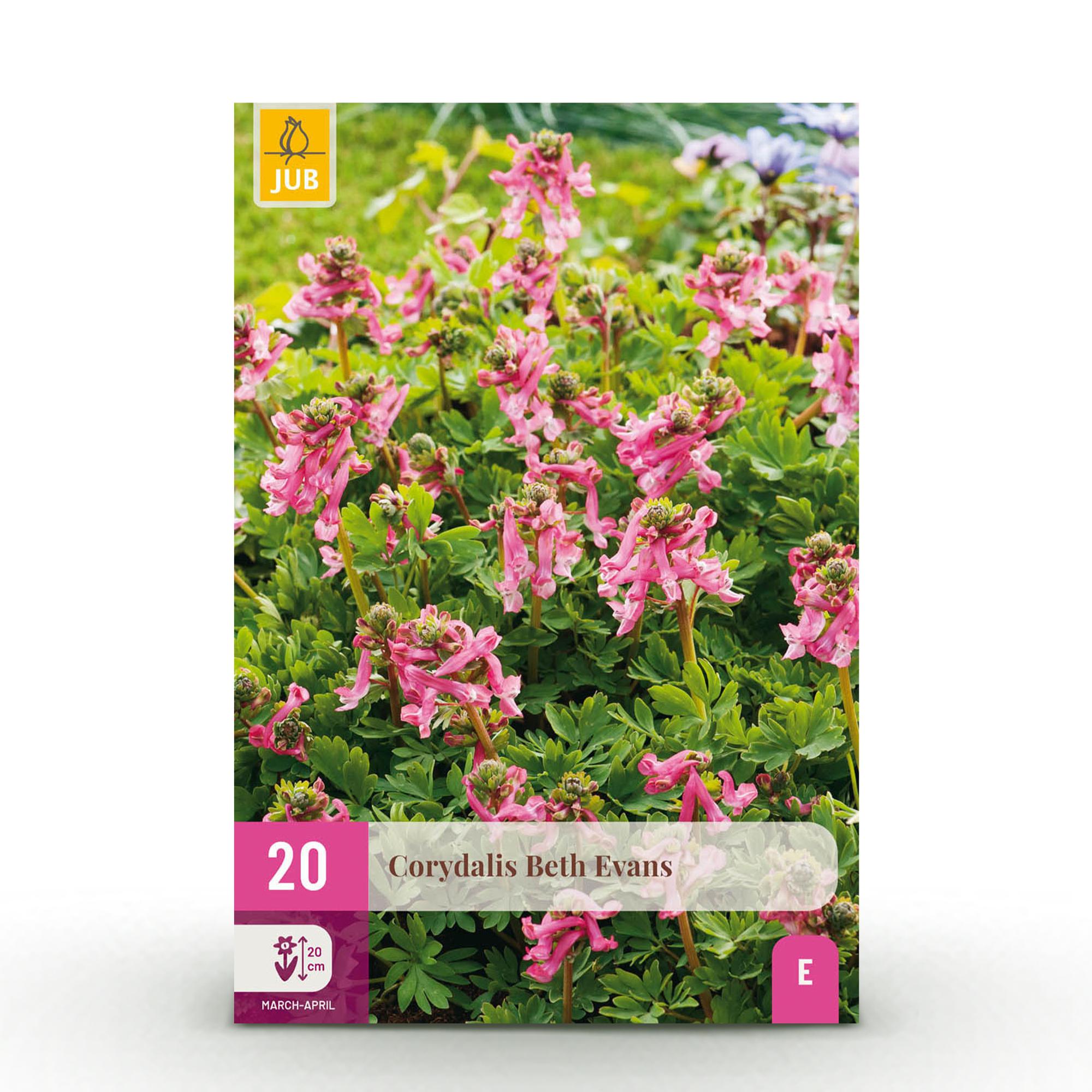 GreenboutiQ - Blumenzwiebeln - Corydalis Beth Evans - Bulbs Hardy Perennial - Farbe Weiß und Lila - 20 Stück - Zwiebelgröße 6/7 - XXL Pack