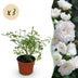 Green boutiQ Gartenrose 'White Fairy' – 3 Pflanzen, weiß Bild 1