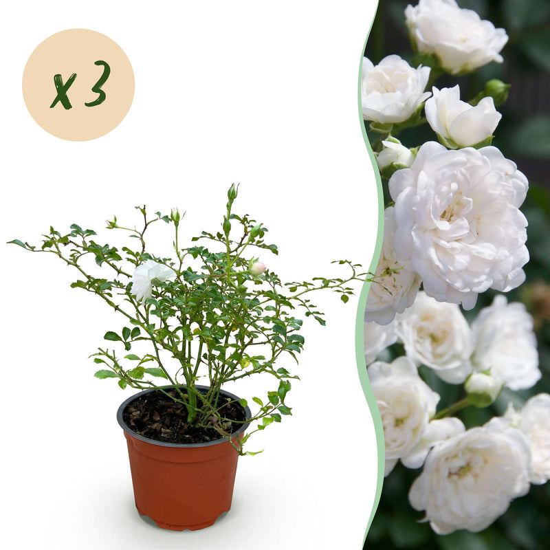 Green boutiQ Gartenrose 'White Fairy' – 3 Pflanzen, weiß