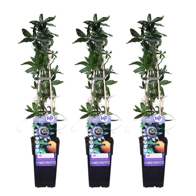 3x Passiflora Caerulea Constance Elliot Kletterpflanze