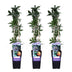 3x Passiflora Caerulea Constance Elliot Climbing Plant Bild 1