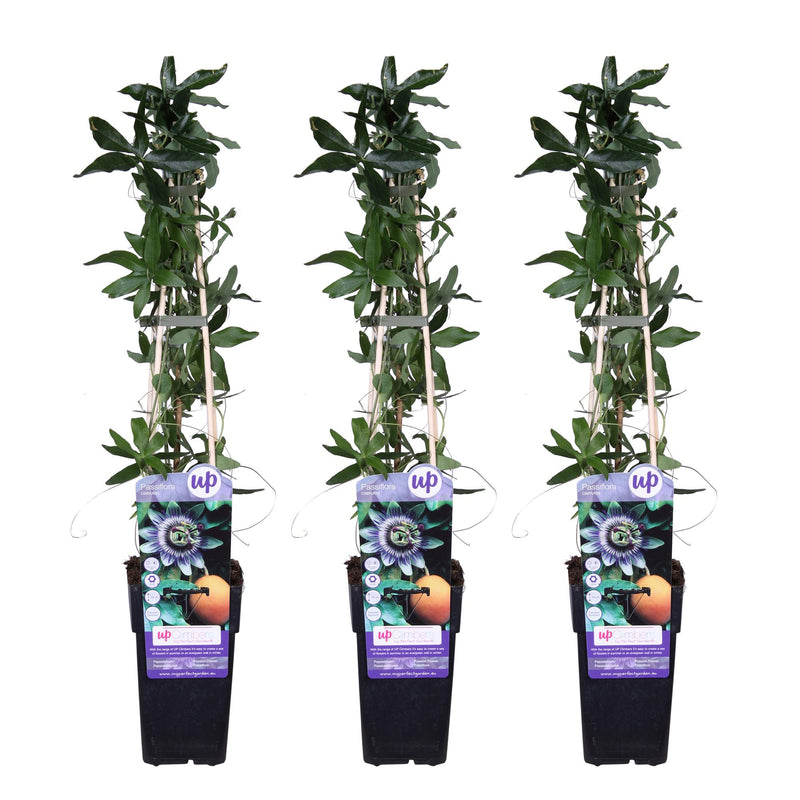 3x Passiflora Caerulea Constance Elliot Climbing Plant