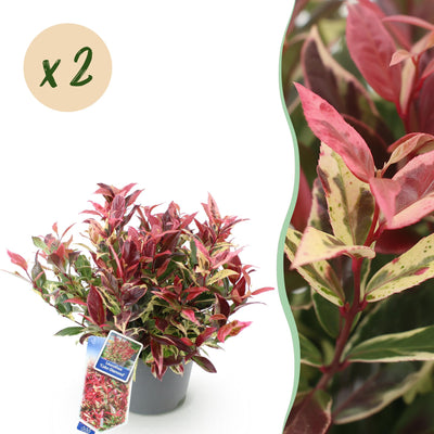GreenboutiQ - Garden Plant - Leucothoe Colour Diamond - Variegated - 2 Plants - Evergreen - Low Maintenance - Pot 17cm Height 45cm