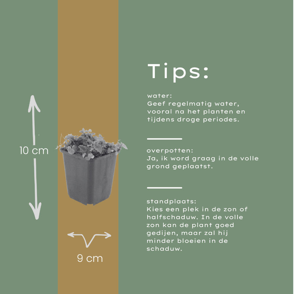 Campanula poscharskyana (Polster-Glockenblume) - 12er Pack