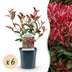 Photinia Fraseri Carre Rouge Heckenpflanze – 6er Pack, 1m Bild 1