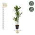 Dracaena Cintho – Dekorative Grünpflanze, 160 cm Höhe, Topfdurchmesser 24 cm Bild 2