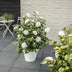 Camellia jap. 'Nuccio's Gem' - Ø19cm - ↕65cm Bild 3