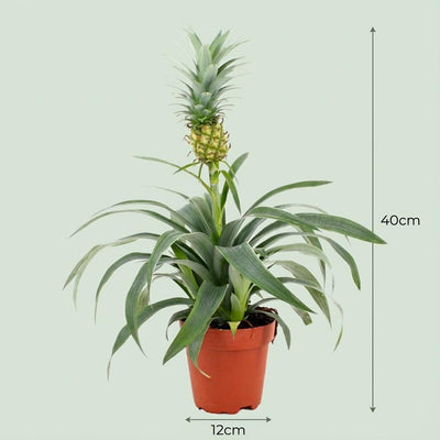 Ananaspflanze 'Mi Amigo' - Exotische Deko-Pflanze (Ø 12 cm, 35-40 cm)