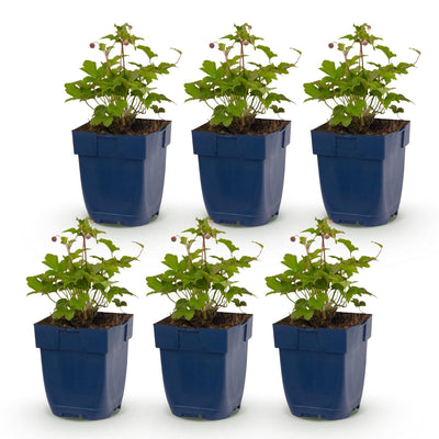 Green boutiQ - Perennial - Anemone hup. Splendens - Autumn Anemone - Shade - Dark Pink - 6 Plants - Pot 11cm - Height 15-25cm
