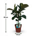Gummibaum 'Ficus Elastica Cloe' - Pflegeleicht, 65cm, Topf 19cm Bild 3