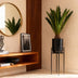 Green boutiQ - Zimmerpflanze - Cycas revoluta - Palmfarn - Wenig Pflege - Grün - 1 - Topf 14cm - Höhe 45cm Bild 5