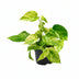 Epipremnum Marble Queen: Easy-care Houseplant with Marbling Bild 1