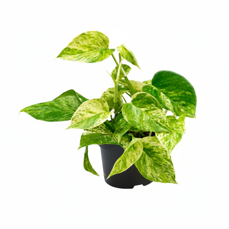 Epipremnum Marble Queen: Easy-care Houseplant with Marbling