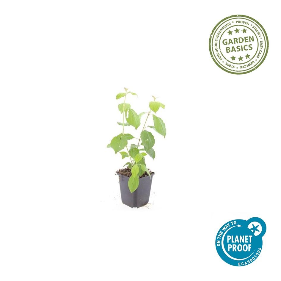 12x Cornus 'Midwinter Fire' - 10-25cm - Topf Ø9cm