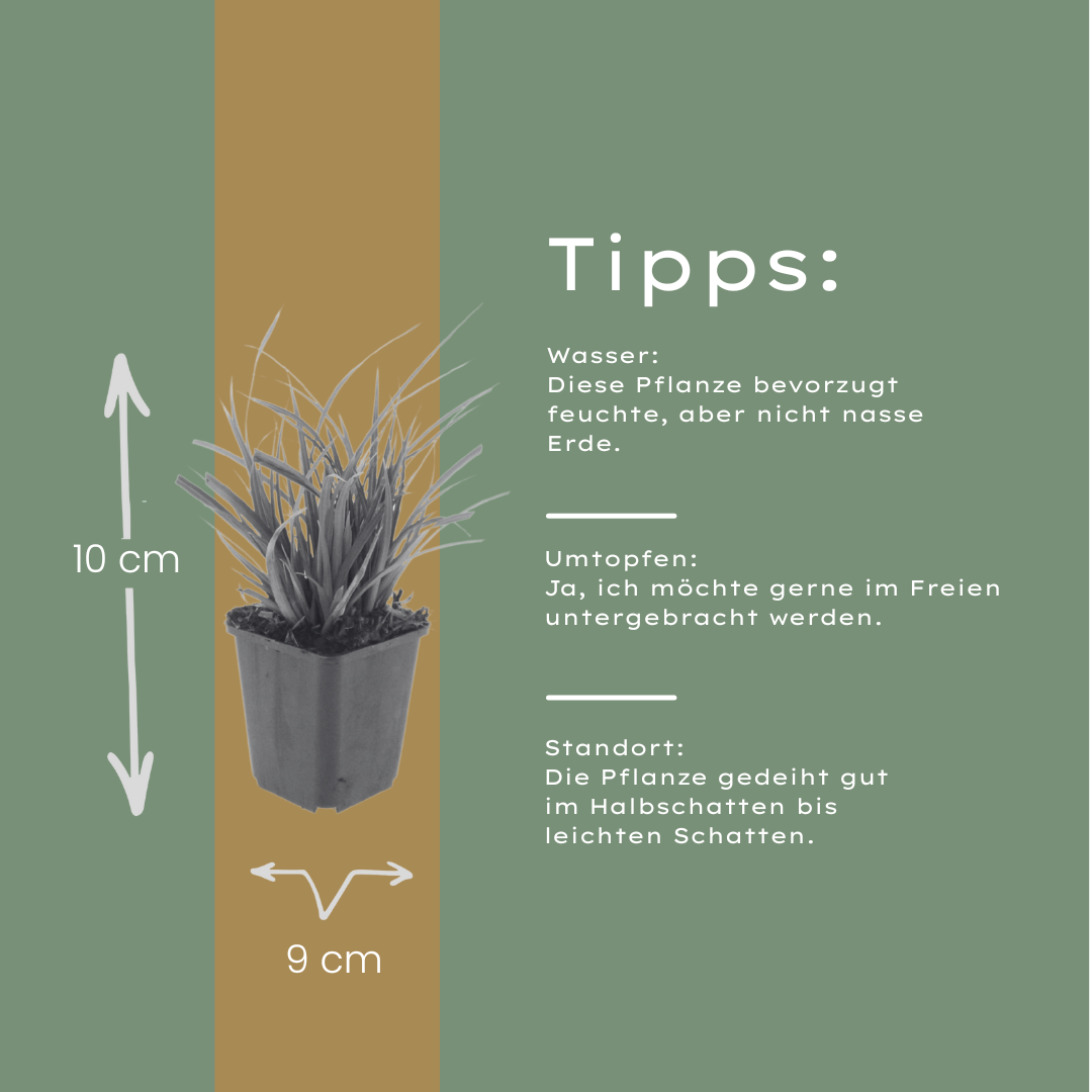 12x Japan-Segge 'Carex morrowii' ↕10-25cm