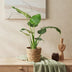 Green boutiQ - Zimmerpflanzen - Alocasia Cucullata - Buddhas Hand - Wenig Pflege - mit Korb - Grün - 2 Pflanzen - Topf 17cm - Höhe 60-65cm Bild 4