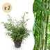 Fargesia robusta Pingwu Bamboo: 2 Plants, 23cm Pot, 80cm Height Bild 1