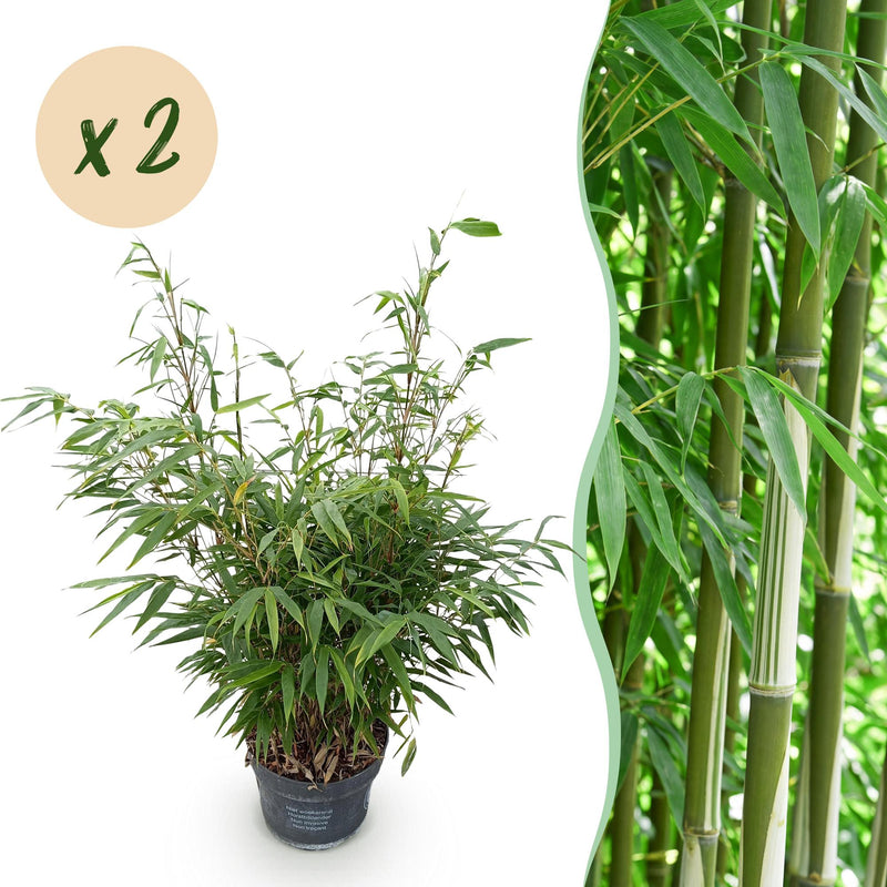 Fargesia robusta Pingwu Bamboo: 2 Plants, 23cm Pot, 80cm Height