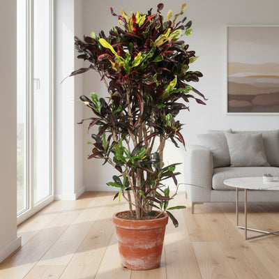 Croton Codiaeum variegatum 'Mammi' - 140cm