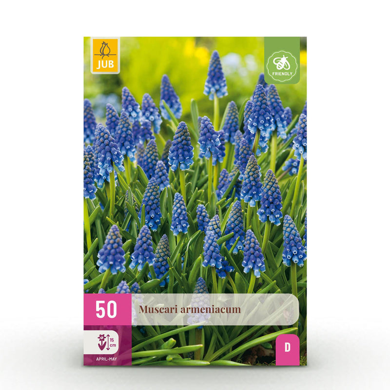 GreenboutiQ - Blumenzwiebeln - Muscari Armeniacum - Bulbs Hardy Perennial - Farbe Blau - 50 Stück - Zwiebelgröße 8/9 - XXL Pack