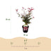 Japanischer Ahorn Shaina, 2x, rotlaubig, 70cm, 19cm Topf Bild 3