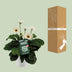 Garvinea Gerbera Weiß - Ø19cm - ↕50cm Bild 5